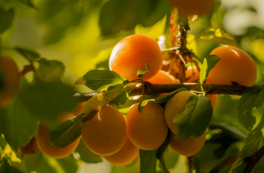 Here are 5 amazing reasons to use apricot kernel oil during the summer: - OilsByNature.dk