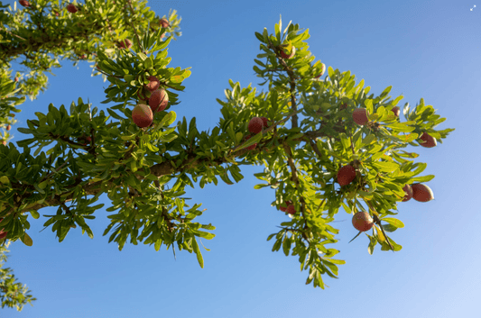 The History and Harvesting of Organic Argan Oil: From Moroccan Trees to Your Beauty Cabinet - OilsByNature.dk